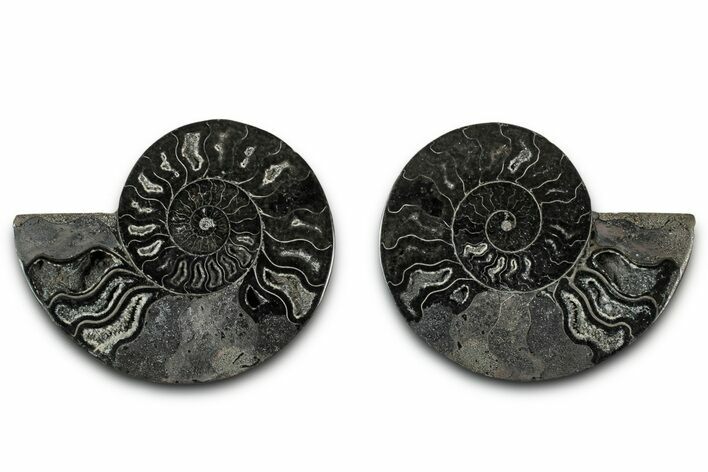 Cut & Polished Ammonite Fossil - Unusual Black Color #339127